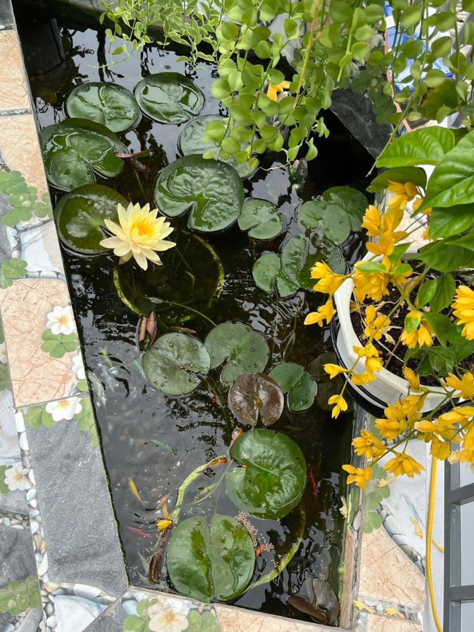 Oasis Homestay Hoi An Exterior foto